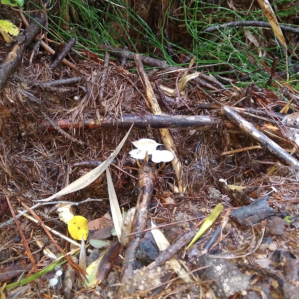 Mycena subulifera · April 2018 · photo: © cristianriquelme (iNaturalist, cc-by)