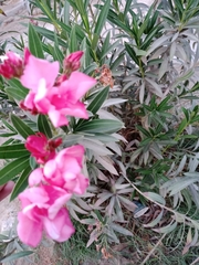 Nerium oleander