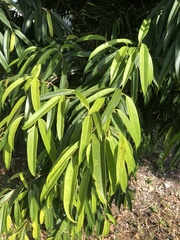 Ficus maclellandii