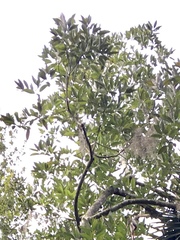 Magnolia virginiana image