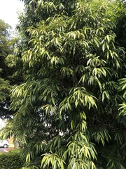 Ficus maclellandii