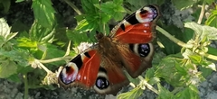 Aglais io