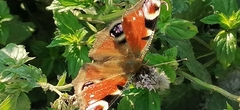 Aglais io