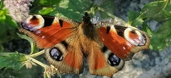 Aglais io