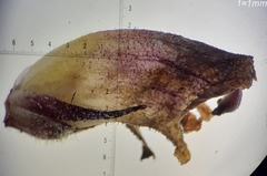 Orobanche reticulata