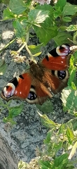Aglais io