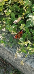 Aglais io