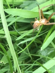 Metellina segmentata