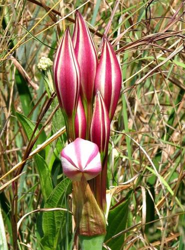 Crinum macowanii image