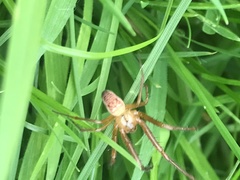 Metellina segmentata