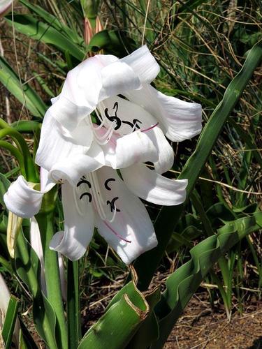 Crinum macowanii image