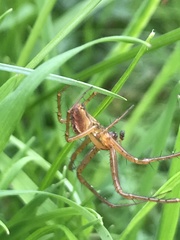 Metellina segmentata