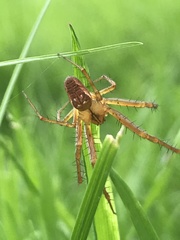 Metellina segmentata