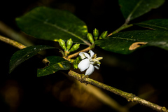 Chionanthus foveolatus