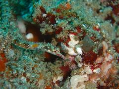 Corythoichthys flavofasciatus