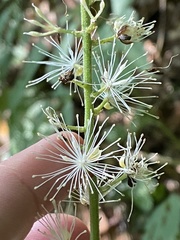 Actaea podocarpa