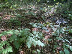 Actaea podocarpa