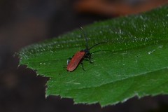 Pyropterus nigroruber