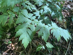 Actaea podocarpa