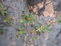 Trifolium eximium