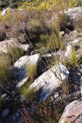 Othonninae