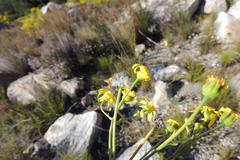 Othonninae