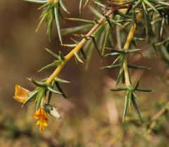 Aspalathus vulnerans