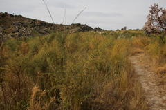 Aspalathus vulnerans