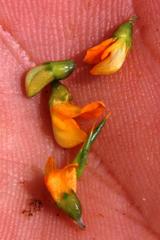 Aspalathus vulnerans