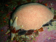 Callopatiria formosa