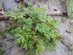 Pulsatilla ajanensis