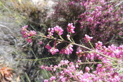 Erica gracilis
