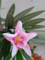 Nerium oleander