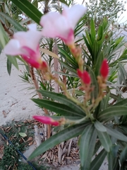 Nerium oleander