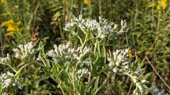 Eupatorium altissimum