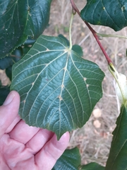 Eriophyes exilis