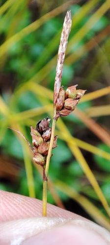 Globular Sedge