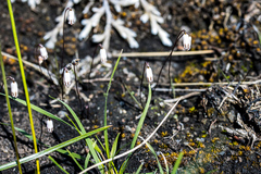 Drimia uniflora