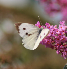 Pieris brassicae