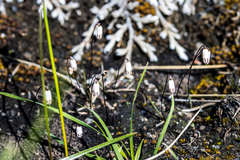 Drimia uniflora
