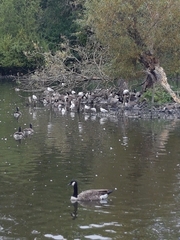Branta canadensis