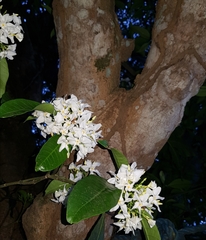 Tabernaemontana arborea