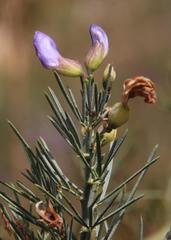 Psoralea verrucosa