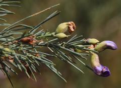 Psoralea verrucosa