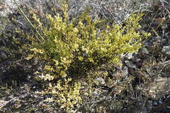 Thesium ericifolium