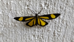 Cyllopoda claudicula