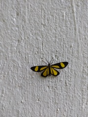 Cyllopoda claudicula