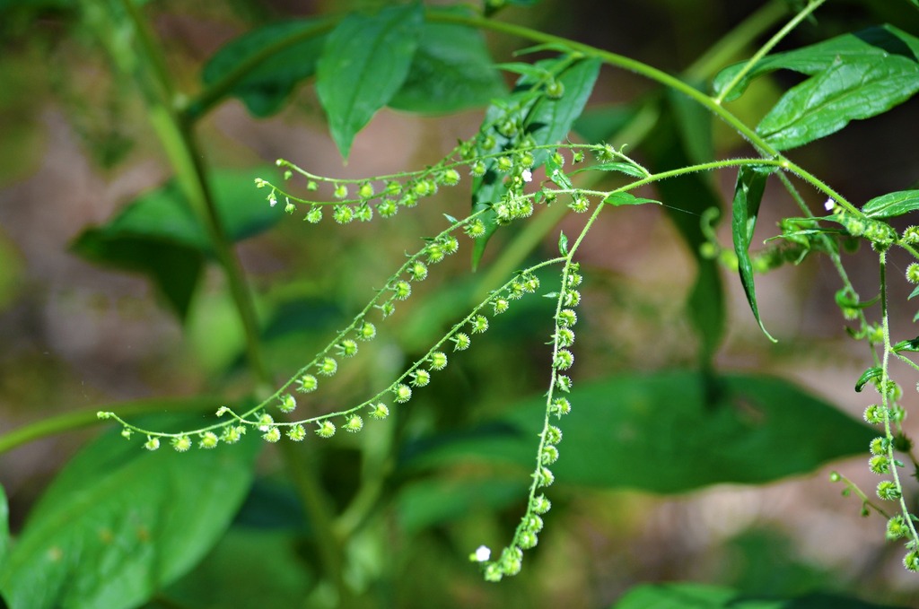 virginia stickseed (Clay Hill Memorial Forest Plants Feather Creek