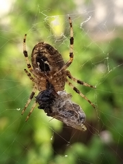 Araneus diadematus