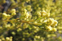 Thesium ericifolium